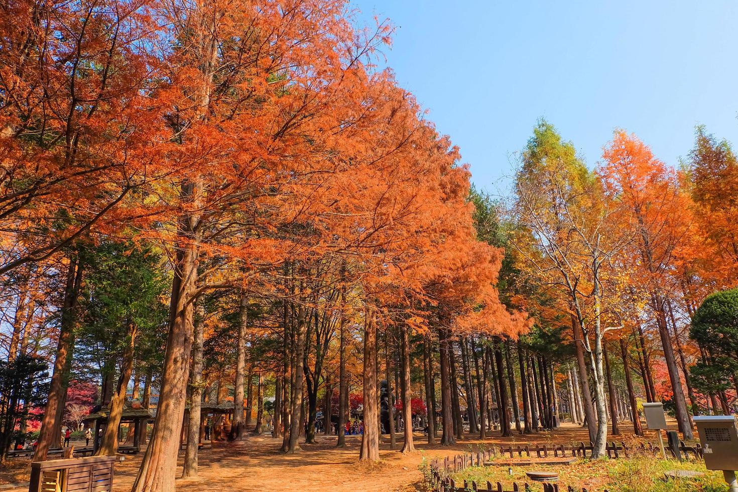 Bäume mit roten Blättern im Herbstpark auf der Insel Nami, Südkorea foto