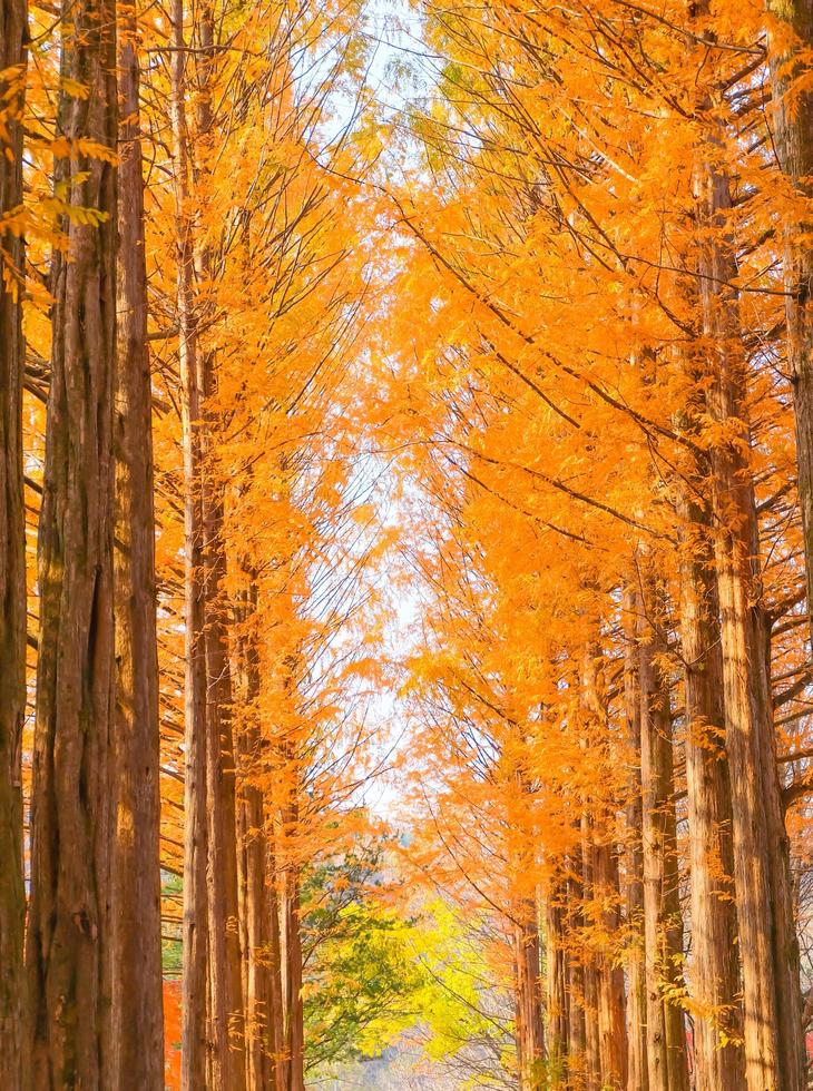 schöne Kiefern im Herbst auf der Insel Nami, Südkorea foto