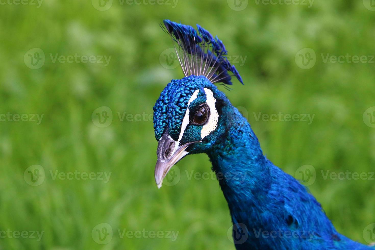 Pfau im Stadtpark. foto