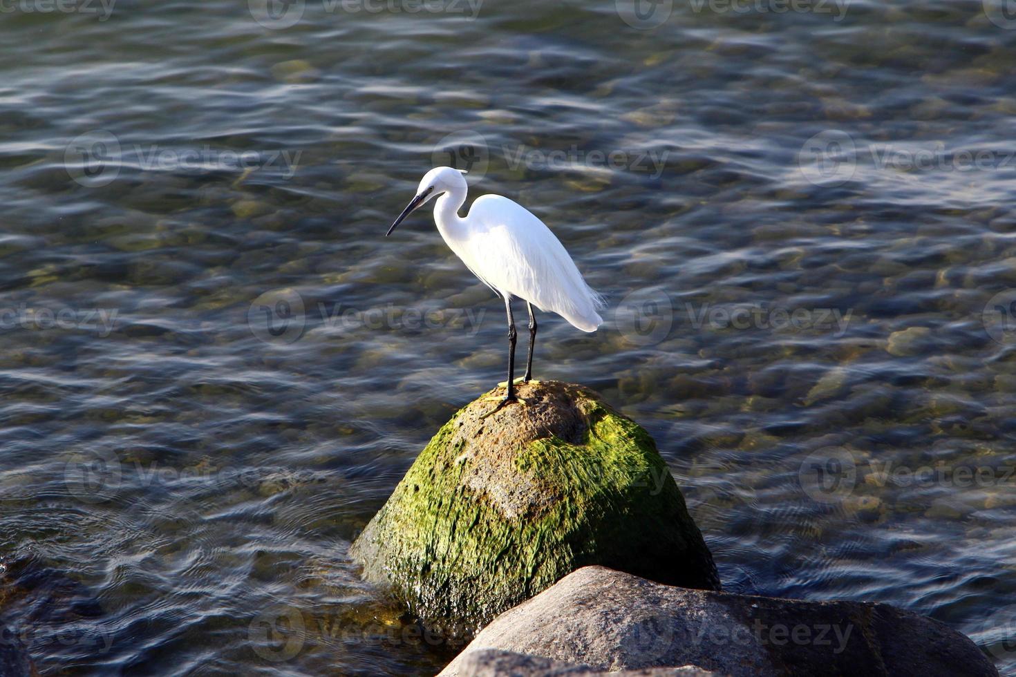 vogel, der an den ufern des mittelmeers sitzt foto