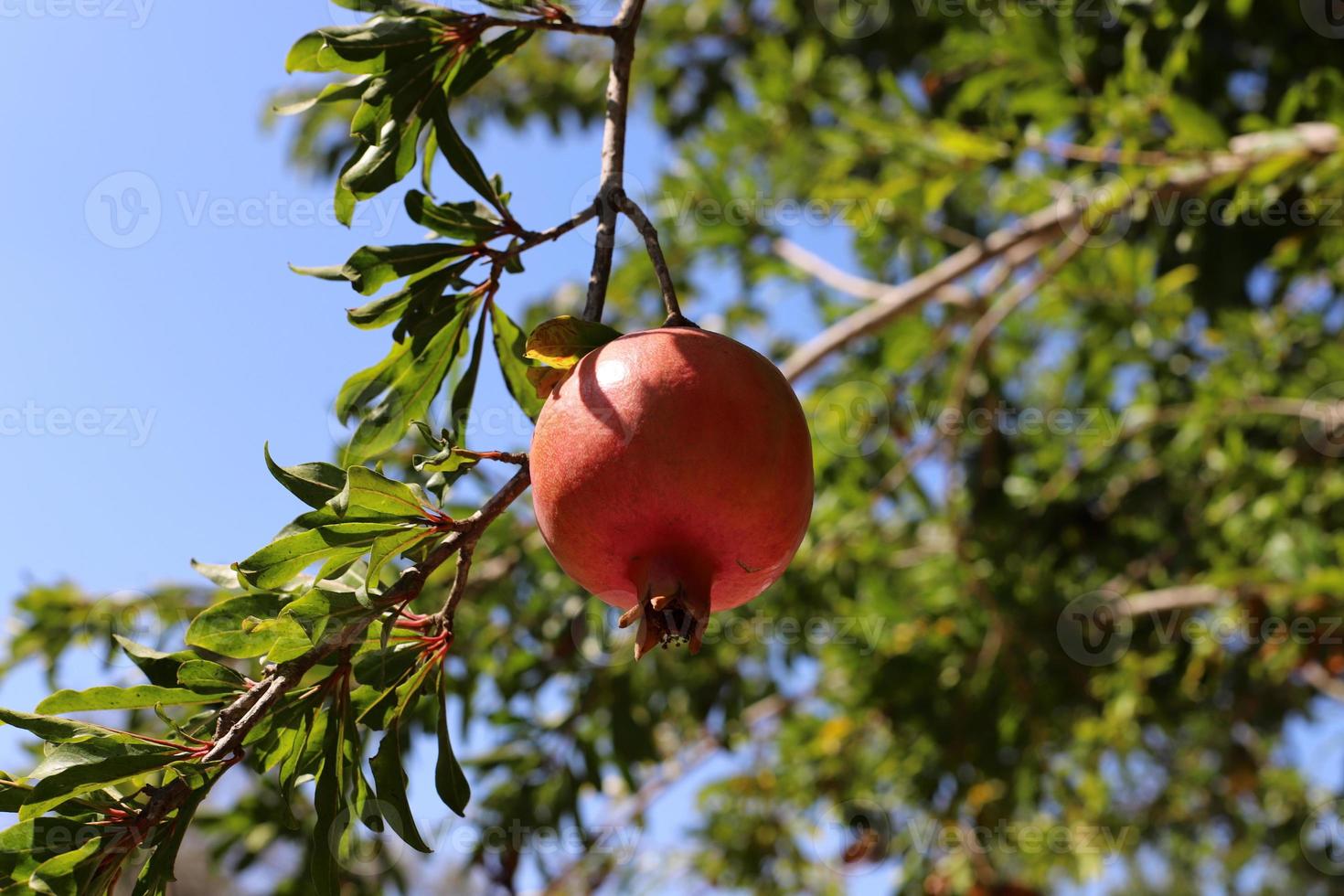 Reife Granatäpfel auf einem Baum in einem Stadtpark. foto