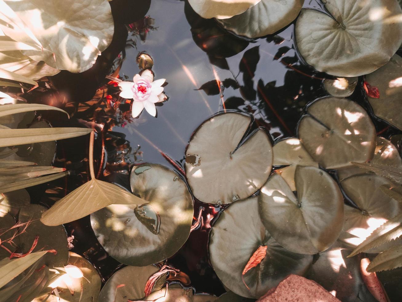 tropischer bunter naturhintergrund, wasserlilienhülse mit blühender rosa lotusblume, die im sommer im teich schwimmt foto