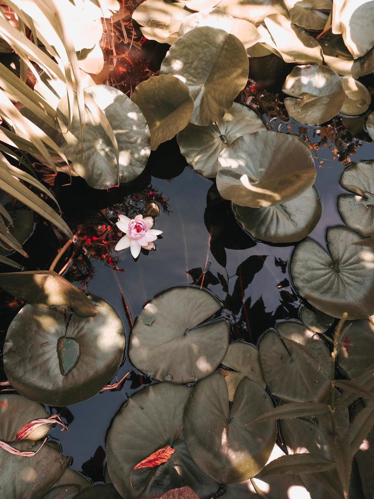 süße blühende Seerosenhülse. Rosa Blume im kleinen Wildteich mit grünen Blättern, die auf dem Wasser schwimmen. Natur Hintergrund. foto