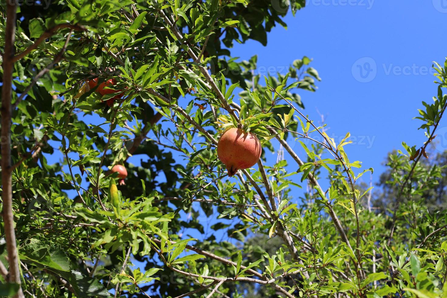 Reife Granatäpfel auf einem Baum in einem Stadtpark. foto