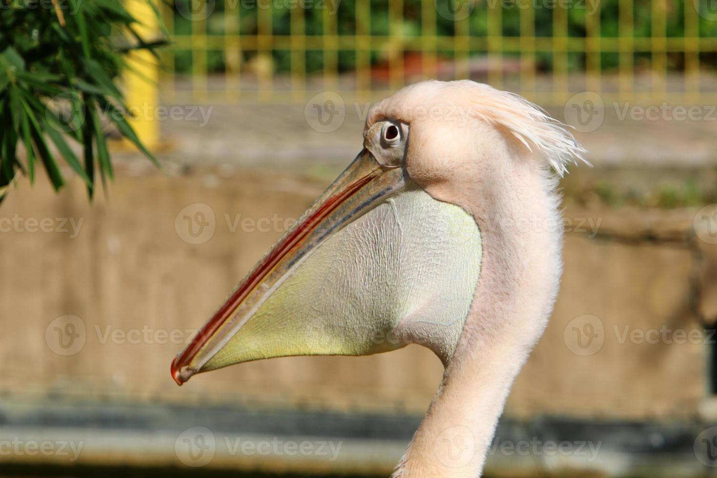 Der weiße Pelikan lebt in einem Zoo in Israel. foto