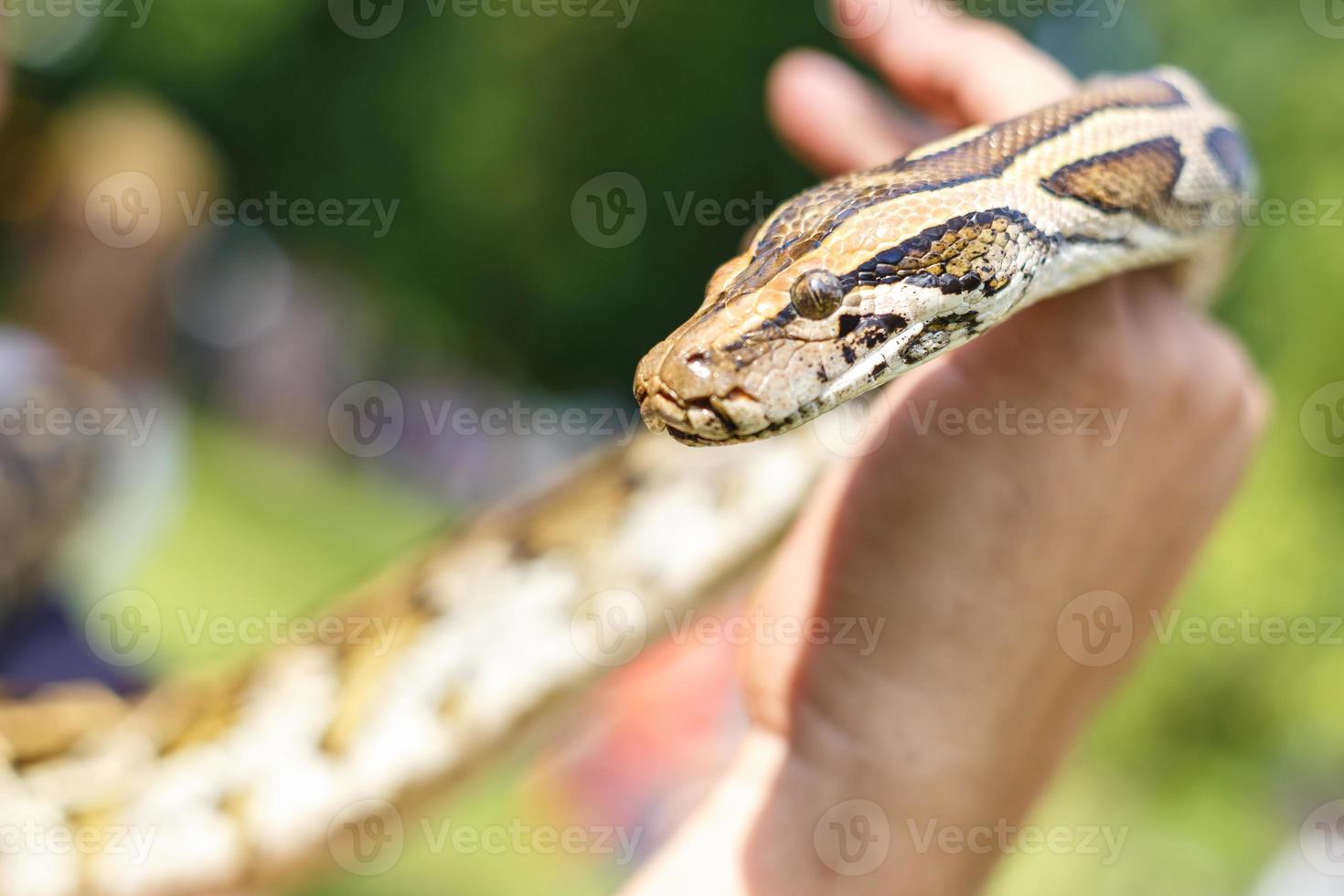 Kopf der Netzpythonschlange in den Händen des Menschen foto