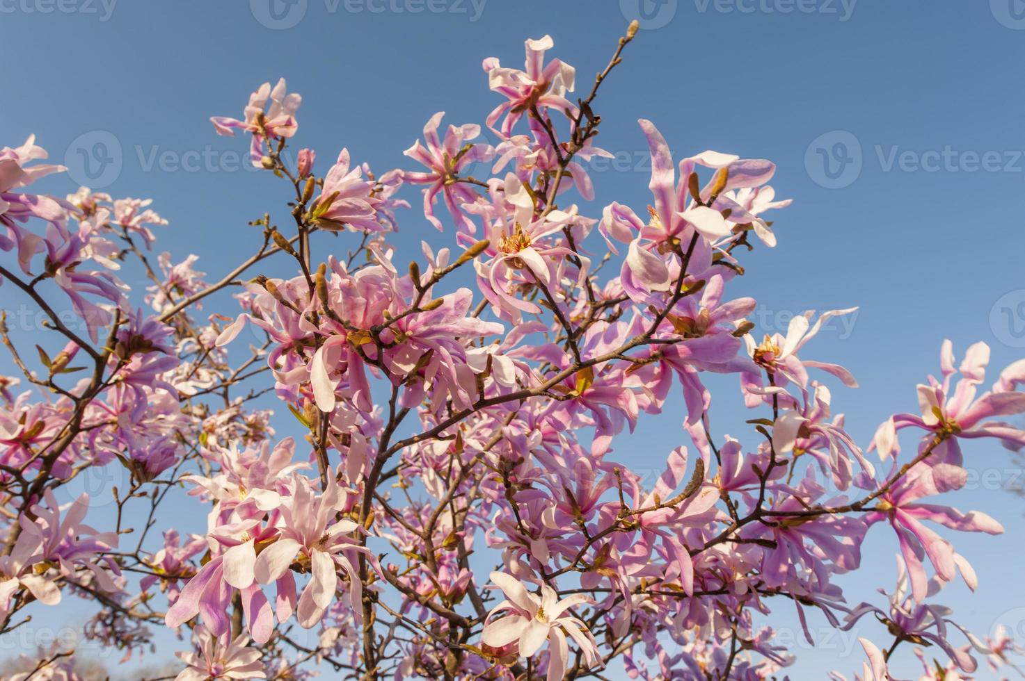 schöne Magnolienblüten im Frühling foto