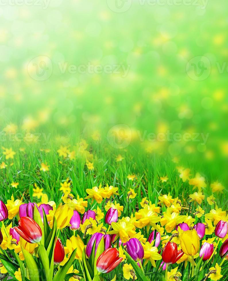 Frühlingsblumen Narzissen und Tulpen foto