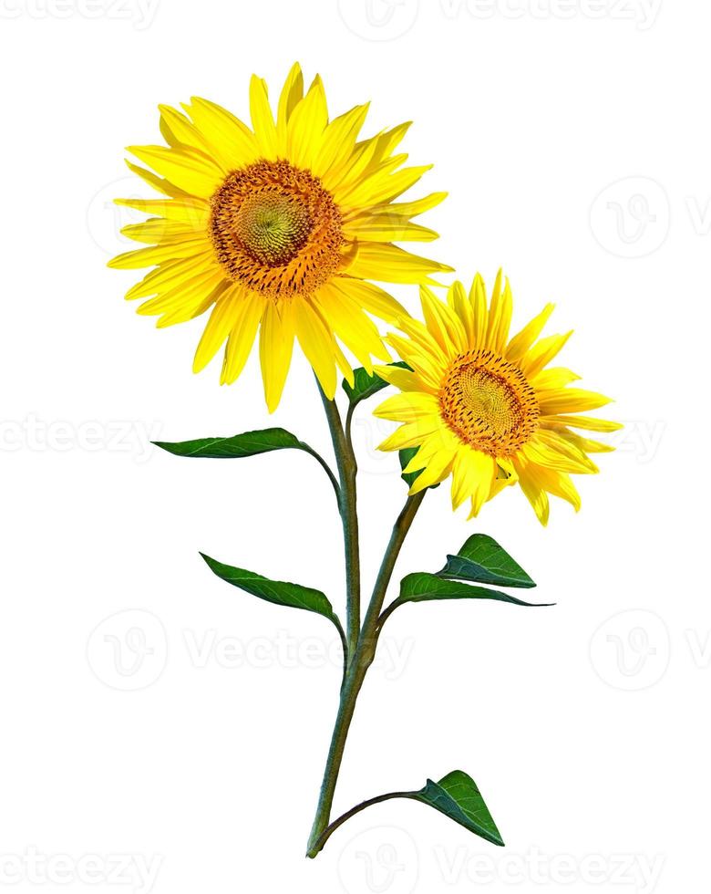 schöne Sonnenblume isoliert auf weißem Hintergrund foto