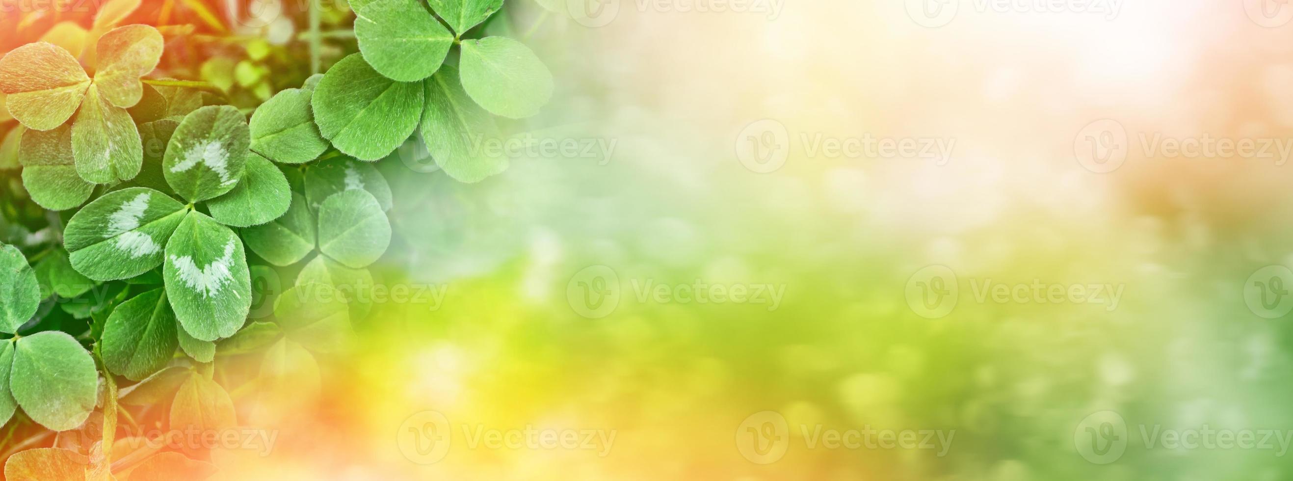 grüne Kleeblätter auf einer Hintergrundsommerlandschaft foto