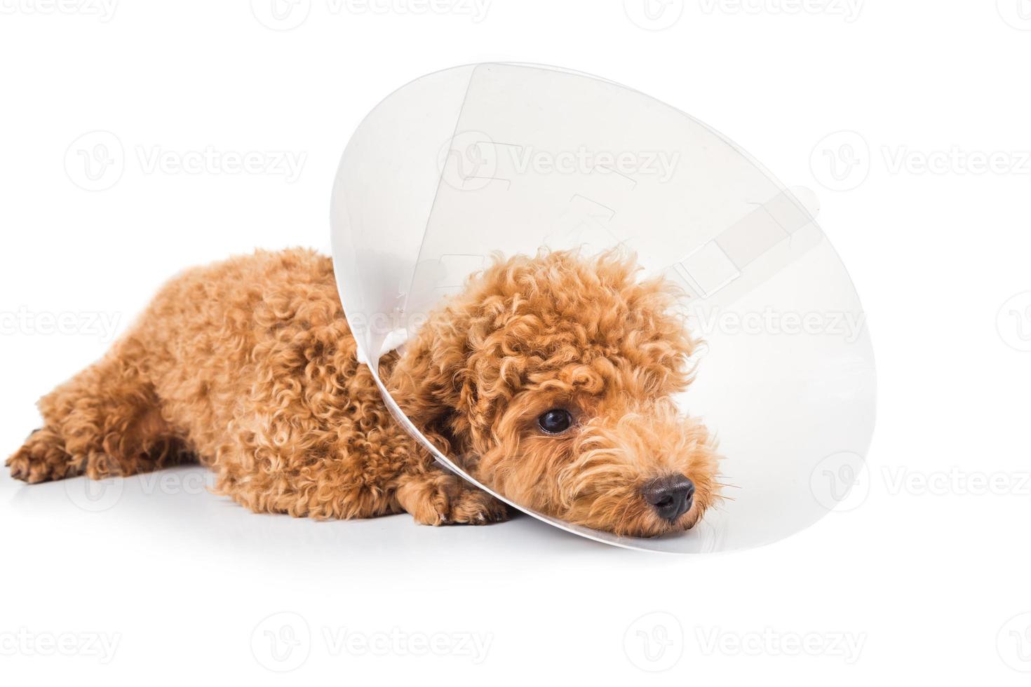 trauriger Pudelhund, der Schutzkegelhalsband an ihrem Hals trägt foto