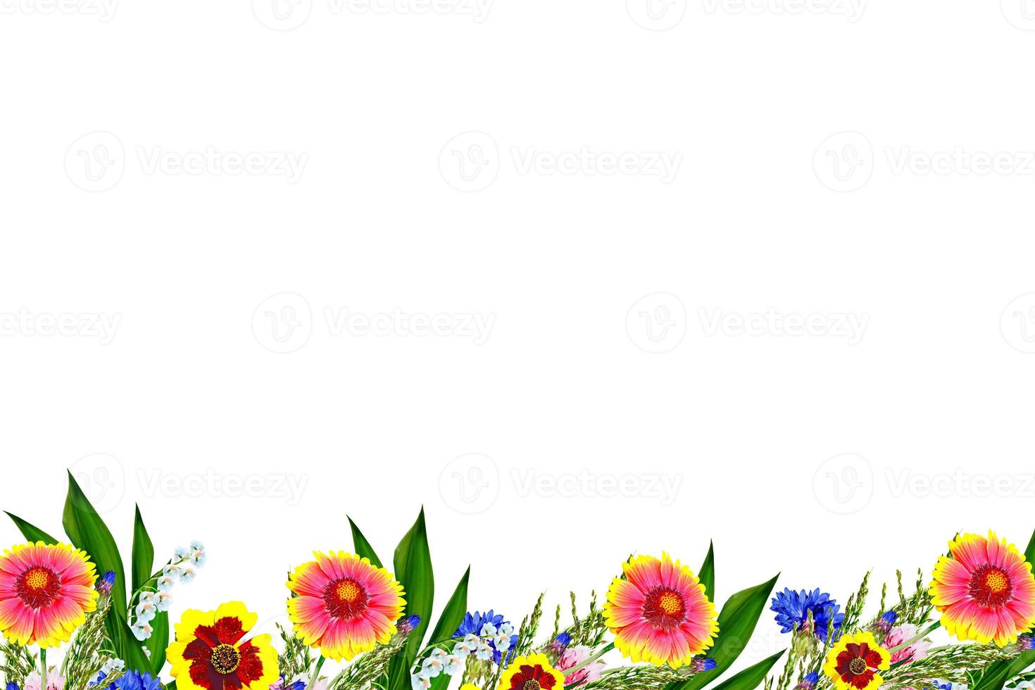 Strauß bunter Blumen von Gaillardia. zarte Blumen isoliert auf weißem Hintergrund foto