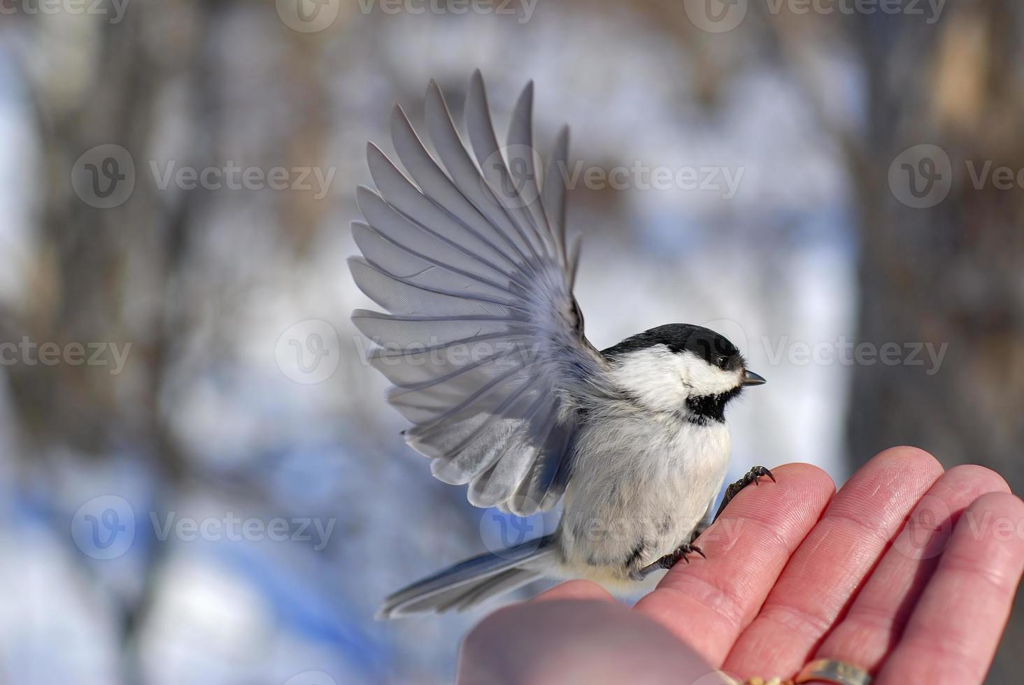 Vogel in der Hand foto