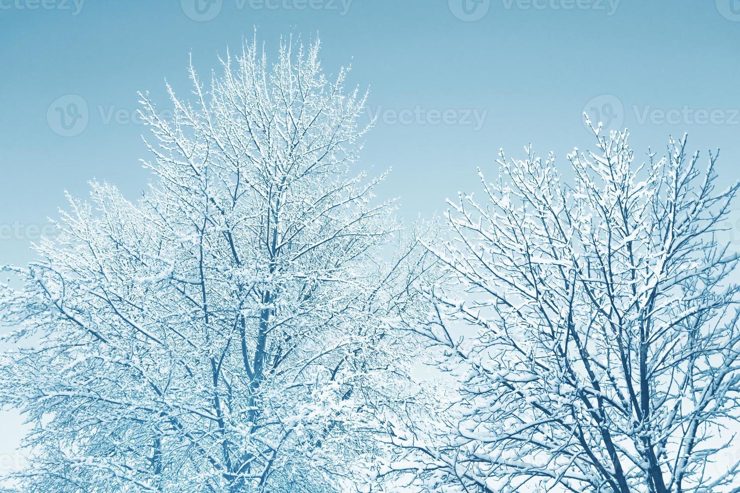 gefrorener Winterwald mit schneebedeckten Bäumen. foto