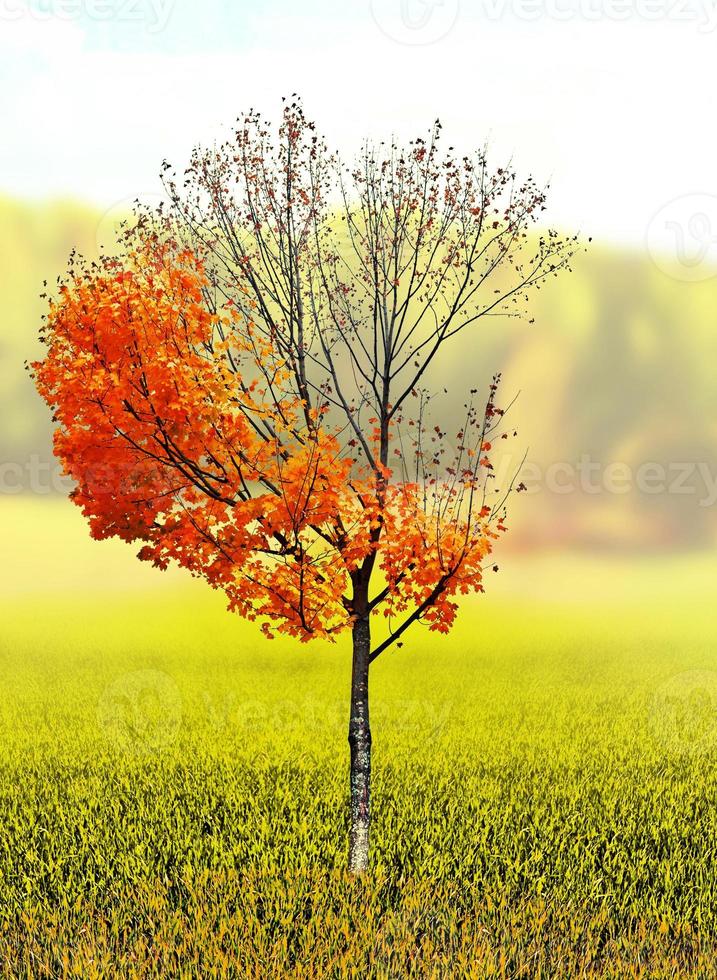 herbstliche Landschaft. bunte schöne Herbstbäume im Park foto