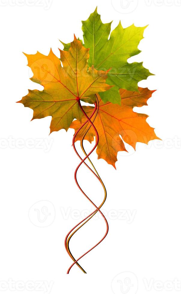Blätter im Herbst isoliert auf weißem Hintergrund foto
