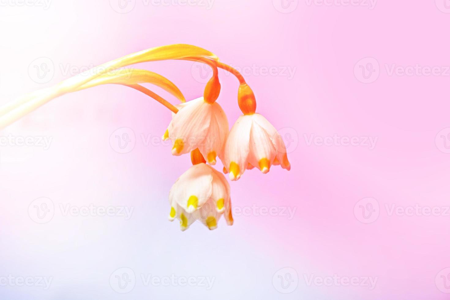 erste Frühlings-Schneeglöckchen-Blume. foto