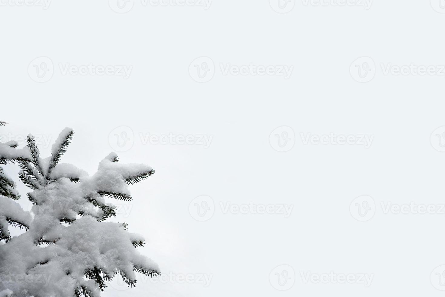 Wald im Frost. Winterlandschaft. schneebedeckte Bäume. foto