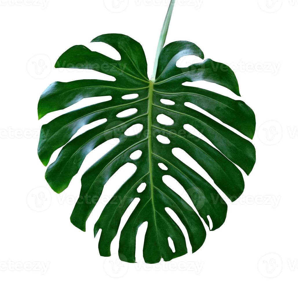 grünes blatt einer tropischen blumenmonstera foto