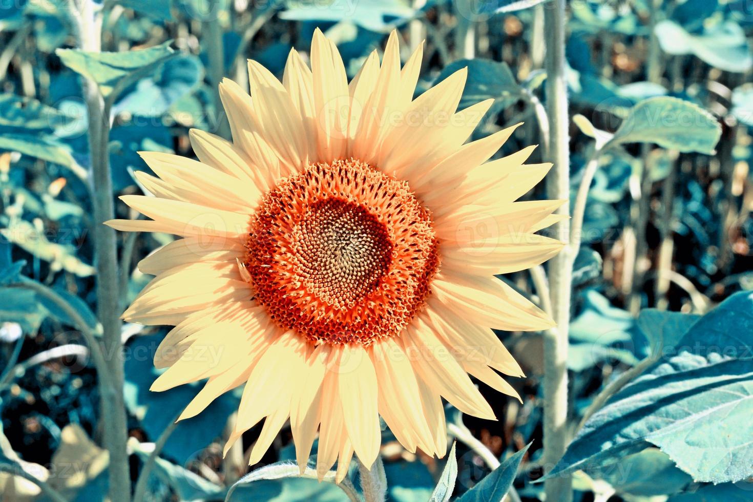 Schönes Sonnenblumenfeld im Sommer. gelbe Blumen foto