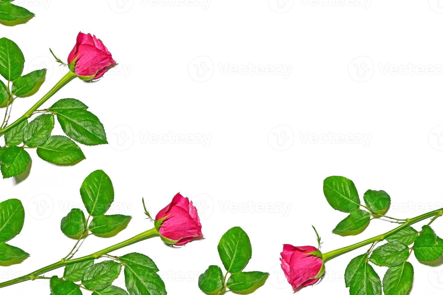 Blütenknospenrosen auf weißem Hintergrund foto