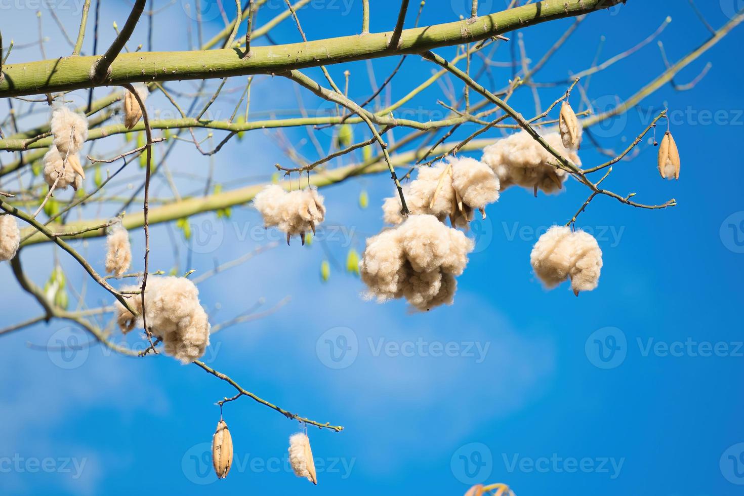 weiße seidenbaumwolle ceiba pentandra, kapuk randu javanese, die mehrjährige frucht kann zur herstellung von matratzen und kissen verwendet werden. foto