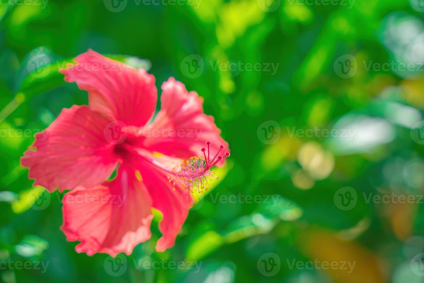 nahaufnahme von hibiscus rosa-sinensis, umgangssprachlich als chinesischer hibiskus bekannt, wird weithin als zierpflanze angebaut. Hibiscus rosa-sinensis in Nahaufnahme foto