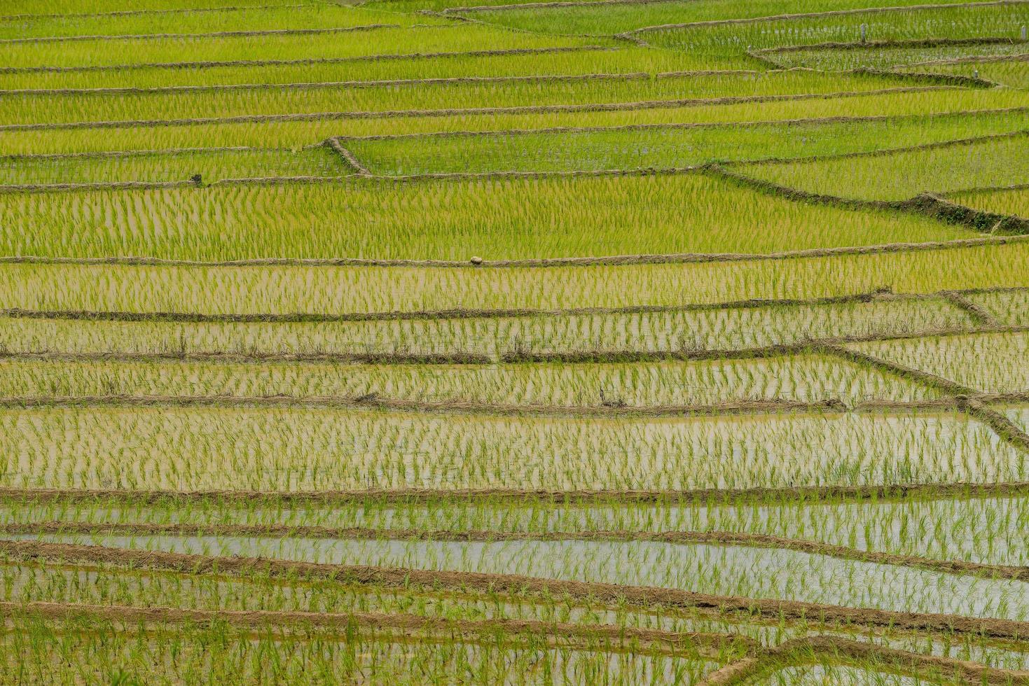 die Textur von Reisterrassen in der Landschaft von Nordthailand. foto