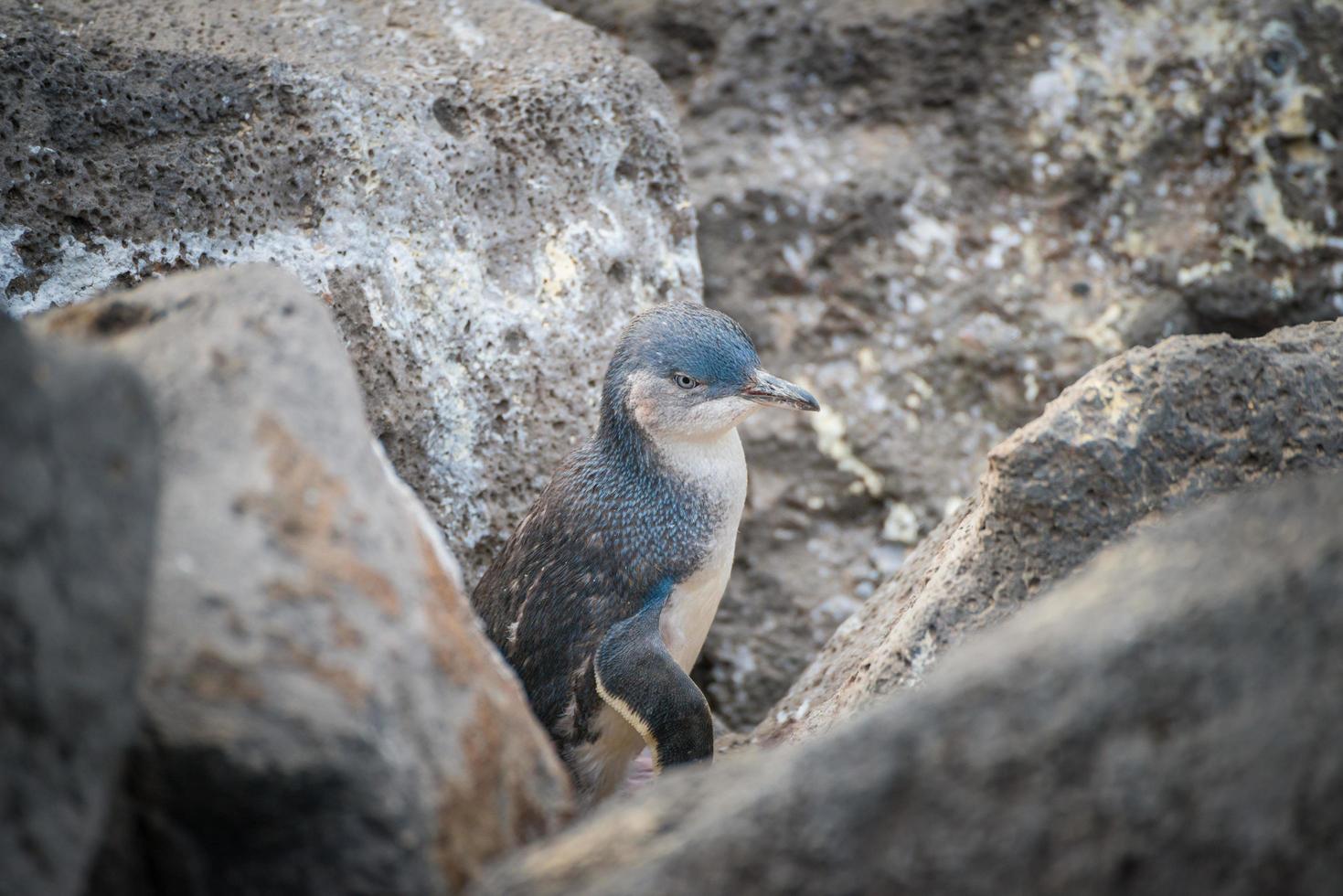 der feenpinguin der kleinste pinguin der welt lebt am strand von st.kilda beach, dem ikonischen wahrzeichen der landschaft von melbourne in australien. foto