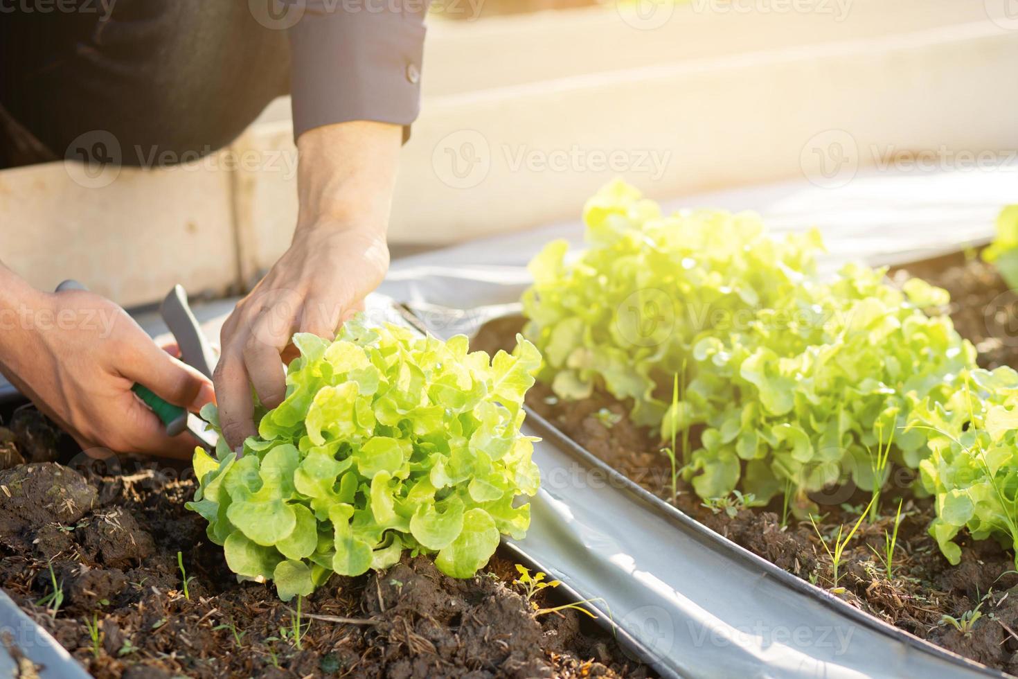 nahaufnahmehände eines jungen asiatischen bauern, der frischen bio-gemüsegarten im bauernhof überprüft, produkte und anbau grüner eichensalat für die erntelandwirtschaft mit geschäft, gesundem lebensmittelkonzept. foto