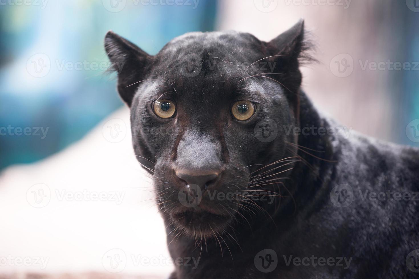 schwarzer panther im zoo foto