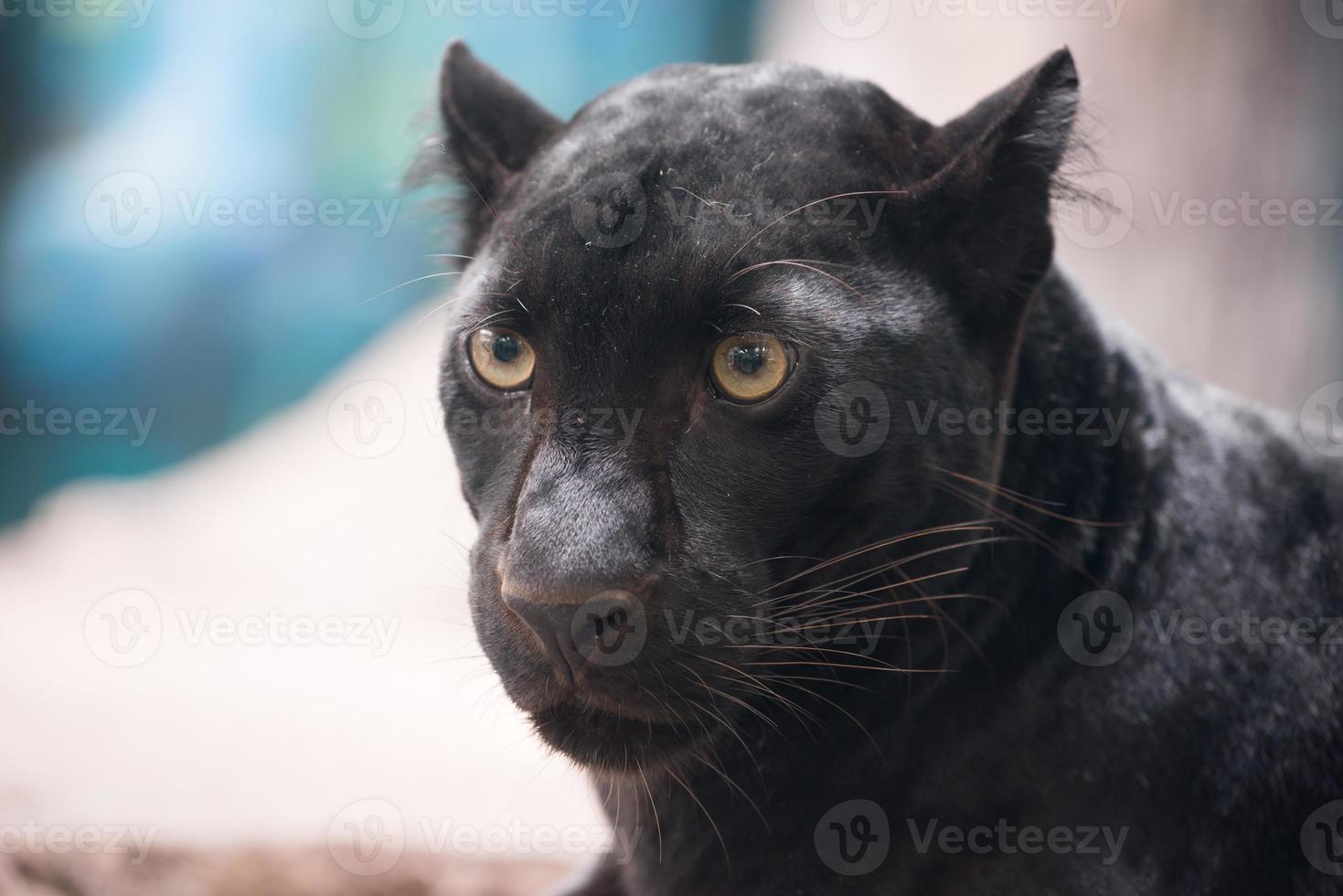 schwarzer panther im zoo foto