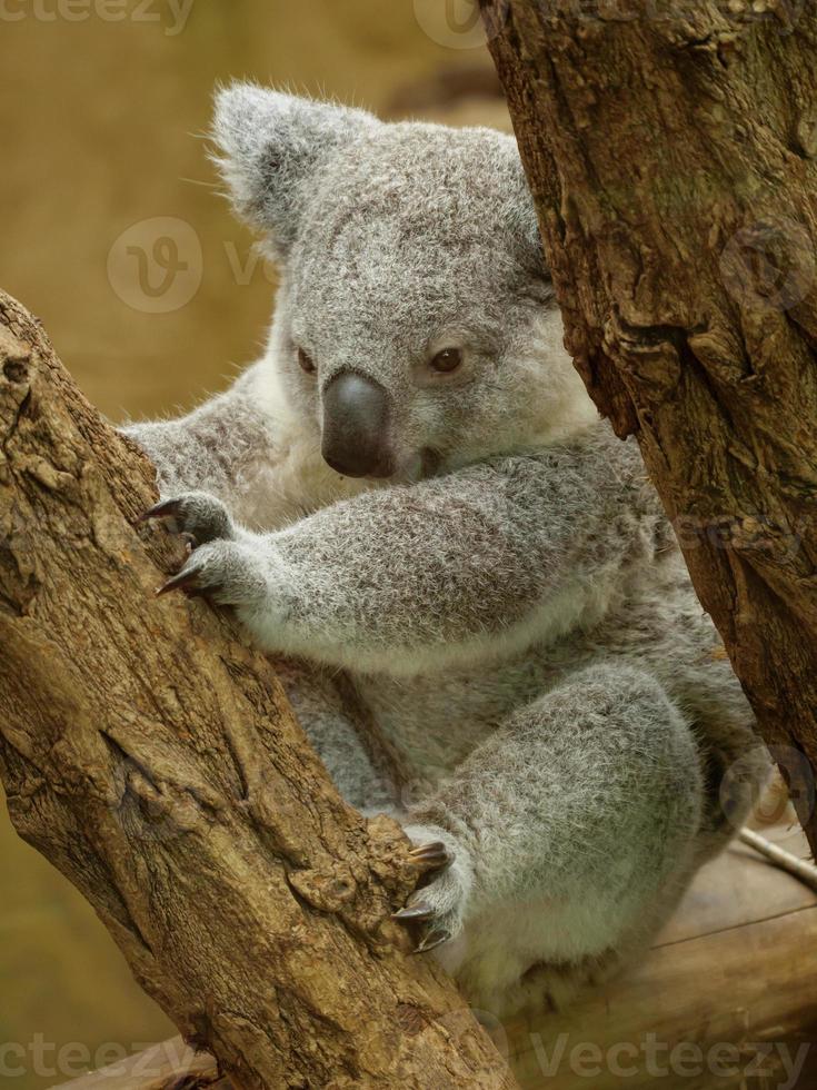 Tiere im Zoo foto