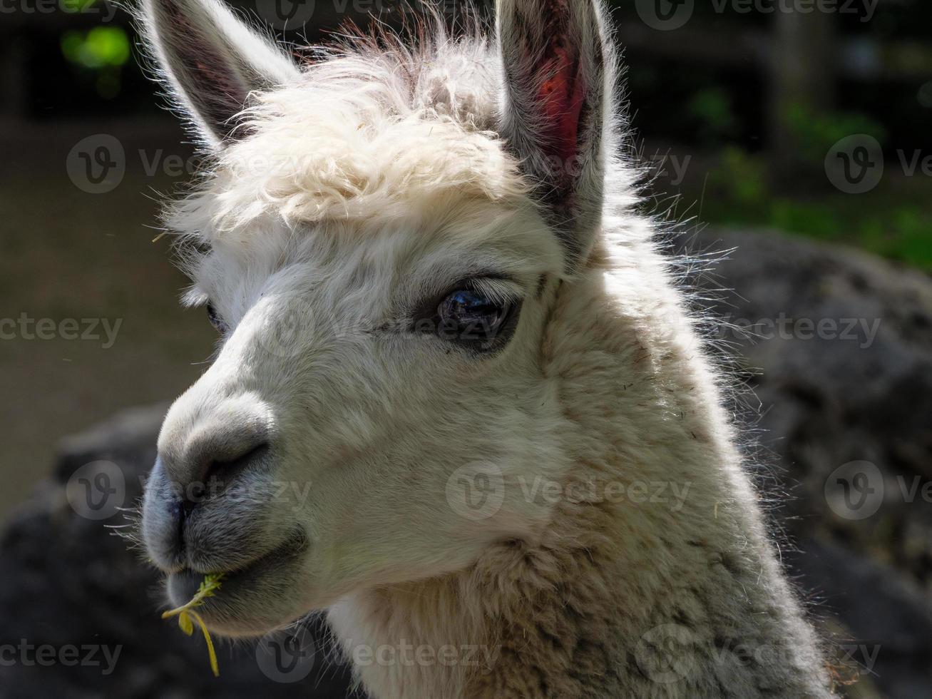 Tiere im Zoo foto