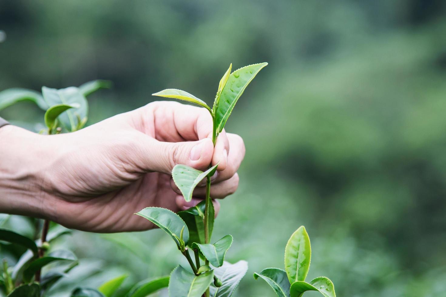 mann ernte frische grüne teeblätter auf dem hochlandteefeld in chiang mai thailand - ortsansässige mit landwirtschaft im hochlandnaturkonzept foto