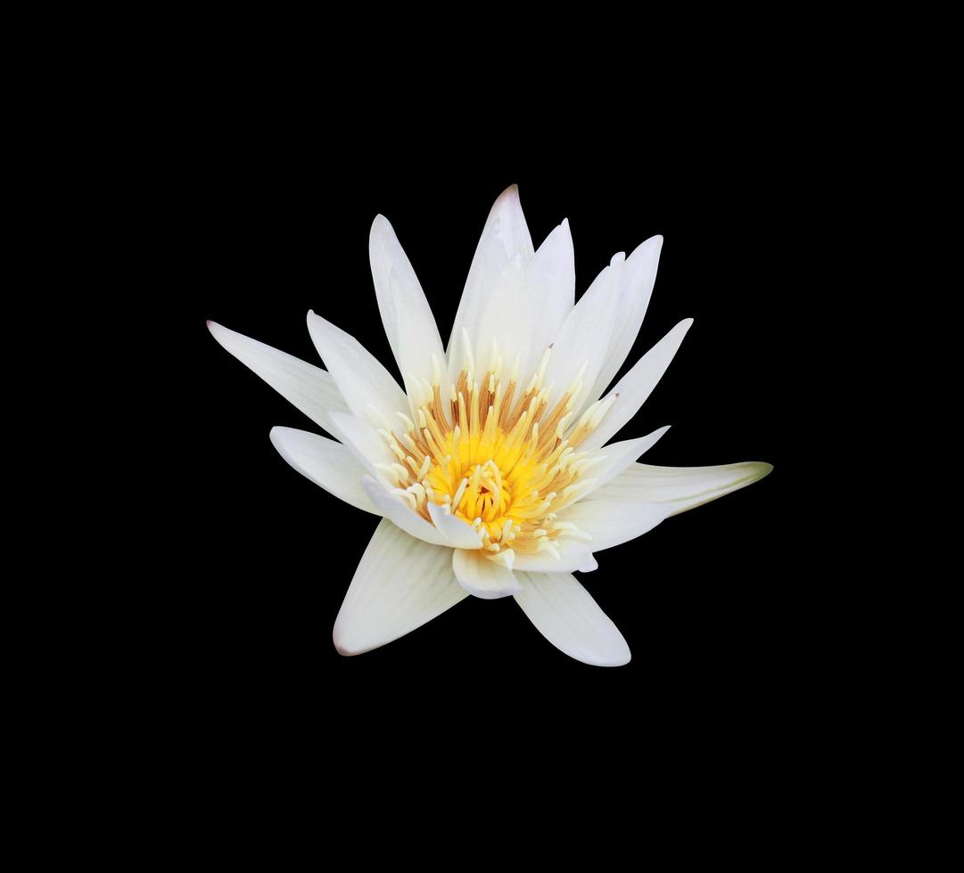 Nymphaea oder Seerose oder Lotusblume. Nahaufnahme weiß-gelbe Lotusblume auf schwarzem Hintergrund isoliert. die Seite der weißen Seerose. foto