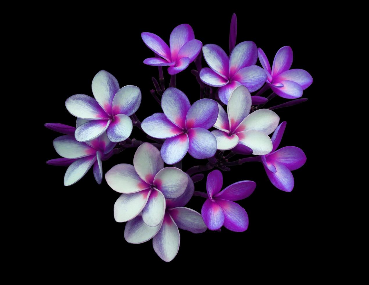 Plumeria- oder Frangipani-Blume. Schließen Sie herauf den exotischen blau-violetten Blumenblumenstrauß, der auf schwarzem Hintergrund lokalisiert wird. Draufsicht Blumenstrauß. foto