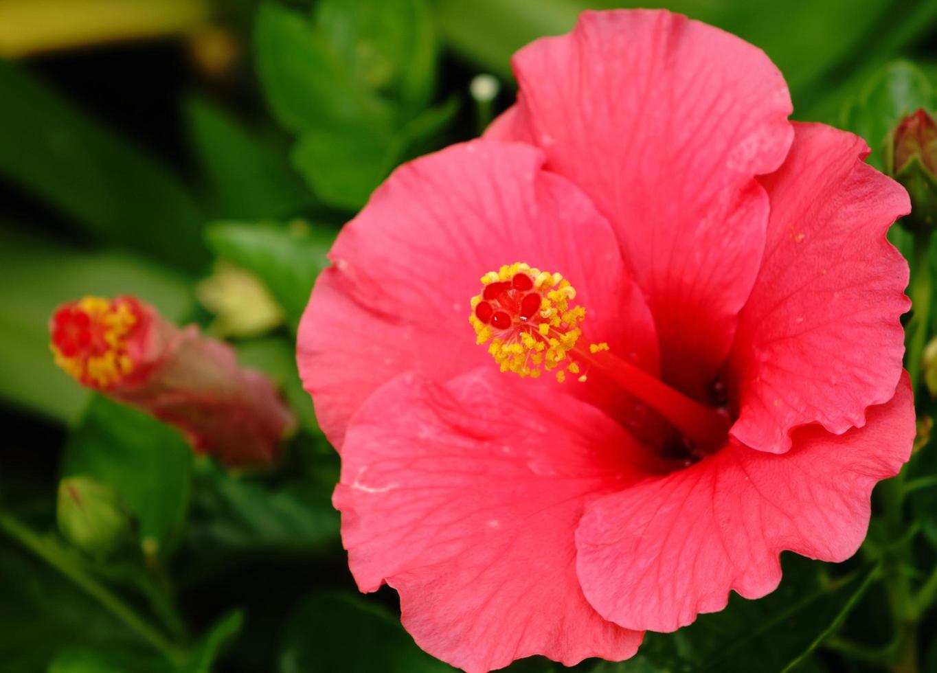 Hibiskusblütenpollen. foto