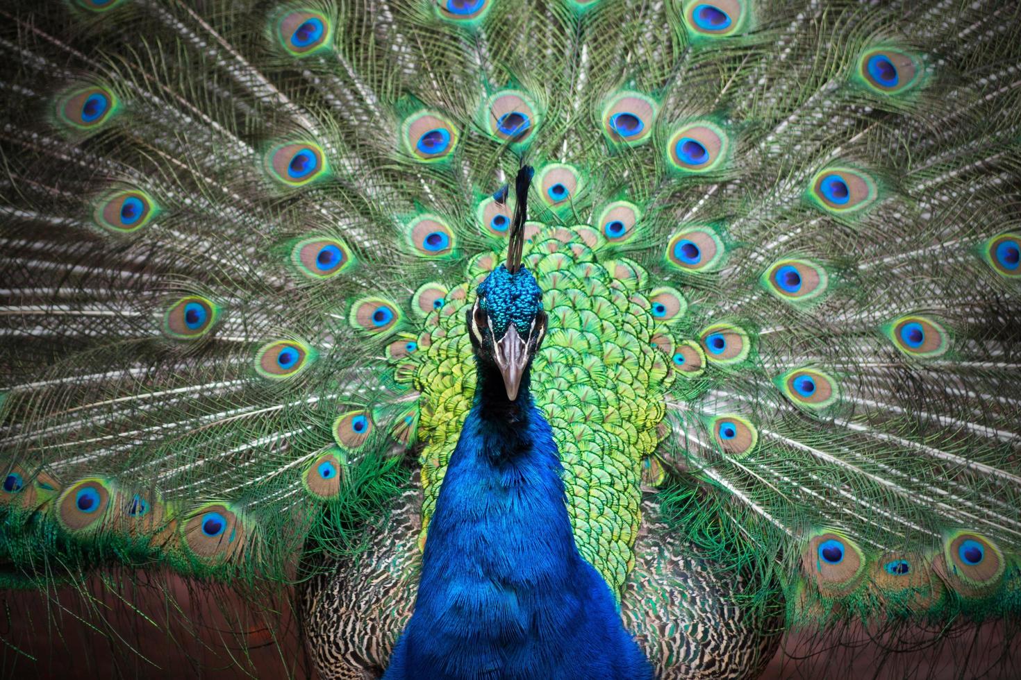 Pfau mit Federn heraus foto