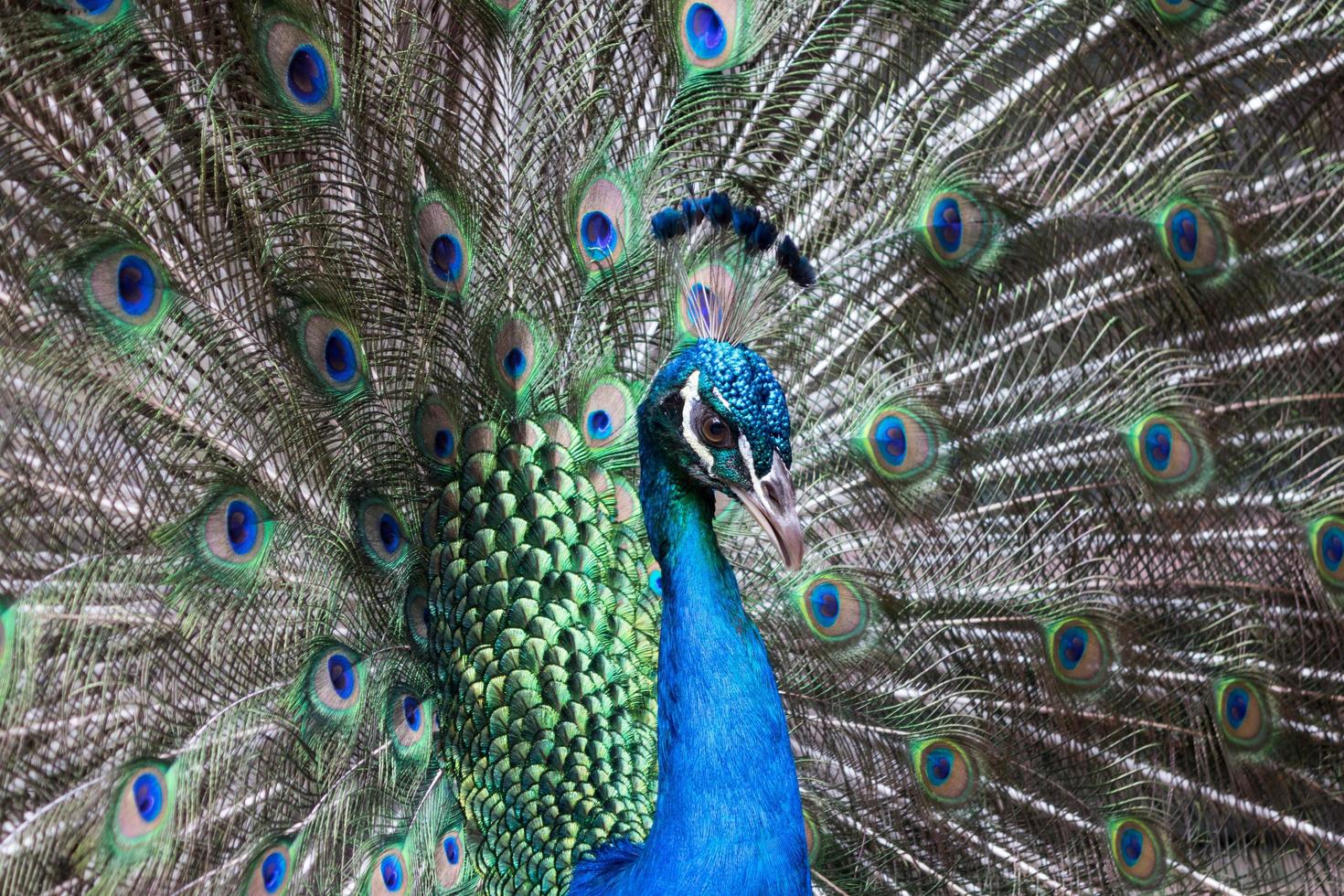 Pfau mit Federn heraus foto