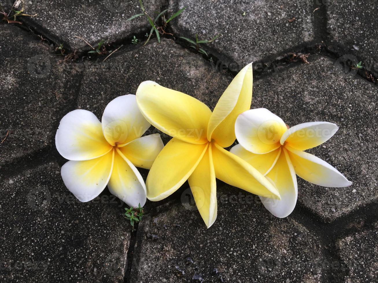 Frangipani-Blüten, Frangipani, Pagodenbaum oder Tempelbaum auf natürlichem Hintergrund. foto