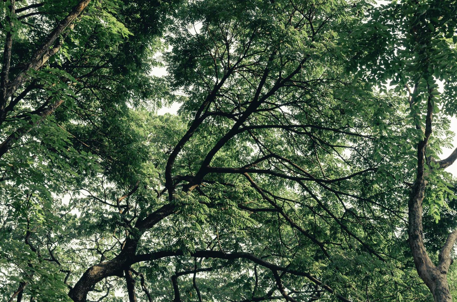 Hochwinkelaufnahme eines großen grünen Baums im Hintergrund. foto