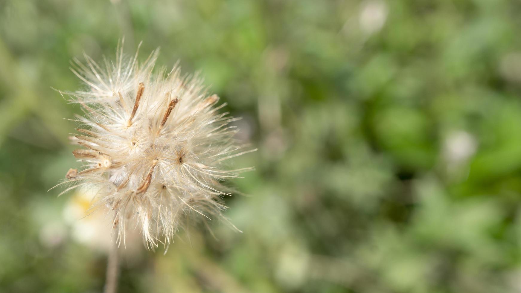 Unkrautsamen Tridax Procumbens im Sonnenlicht foto