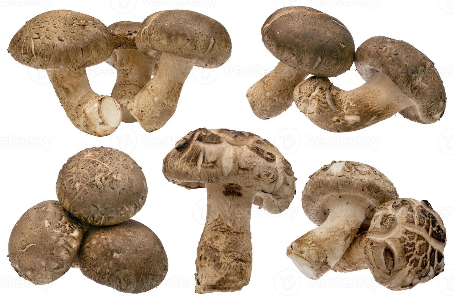 Sammlung Shiitake-Pilze isoliert auf weißem Hintergrund foto