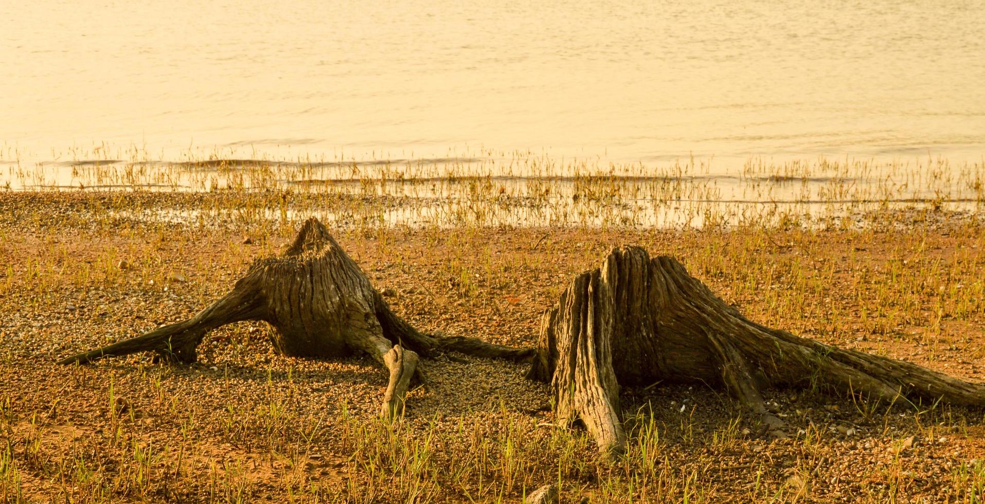 trockene Stümpfe auf der Grasbodenoberfläche, nachdem der Wasserspiegel gesunken ist. Konzept. Wasserkrise. Erderwärmung. foto