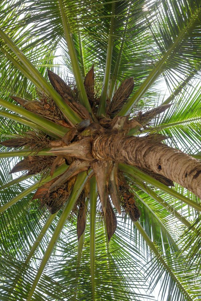 Blick nach oben Palme mit Kokosnuss foto