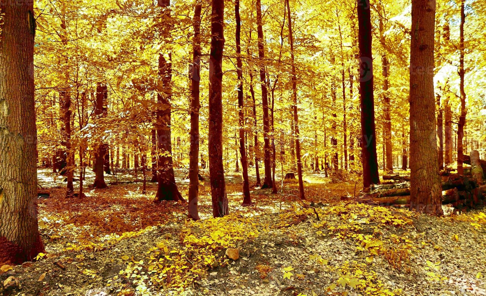 Wunderschöner Panoramablick auf eine goldene Herbstlandschaft in Europa foto