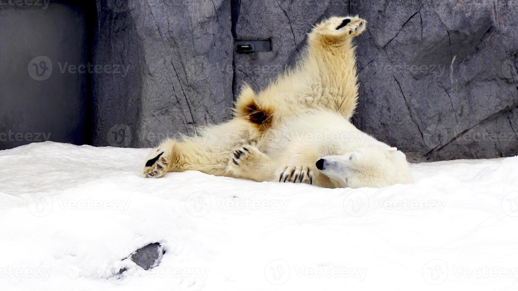 Eisbär Nordpol Tier Schnee Winter foto