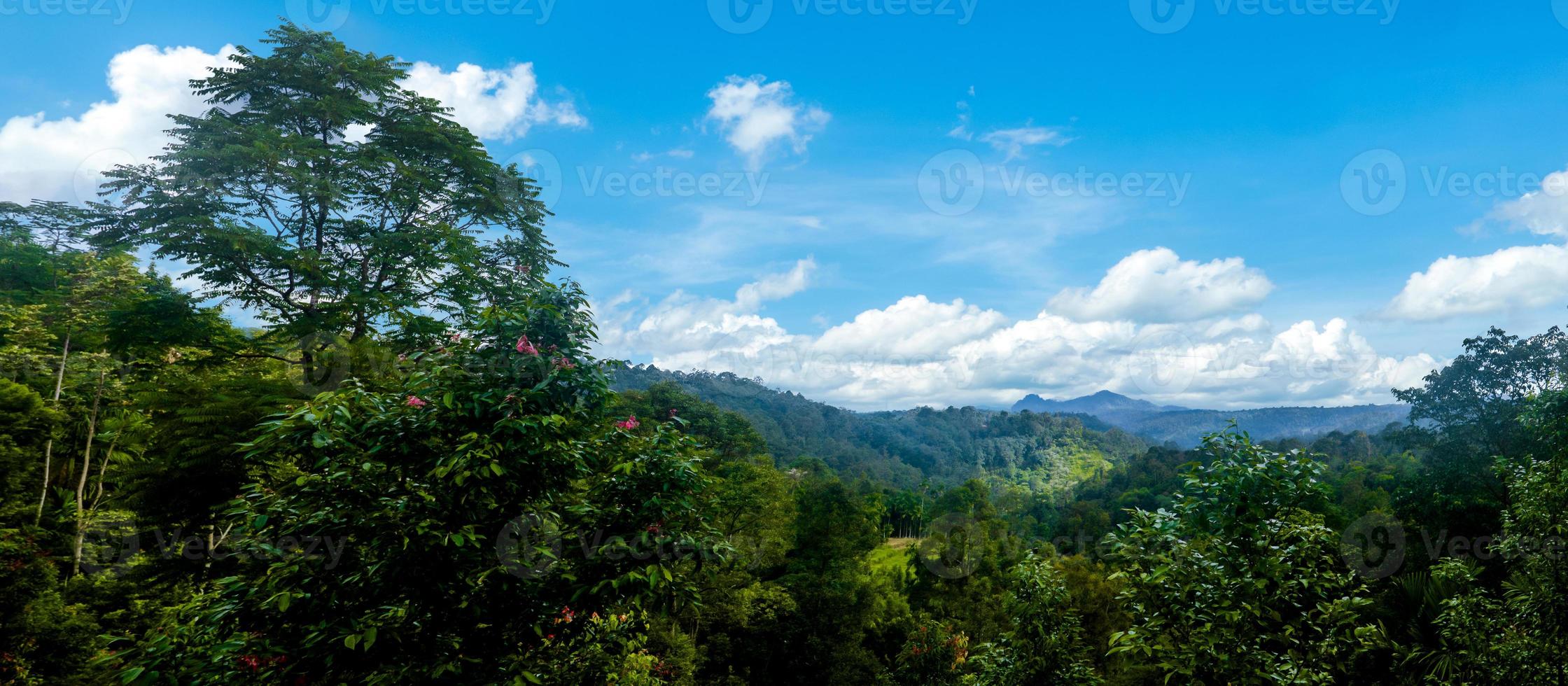 Waldpanoramalandschaft mit blauem Himmel. foto