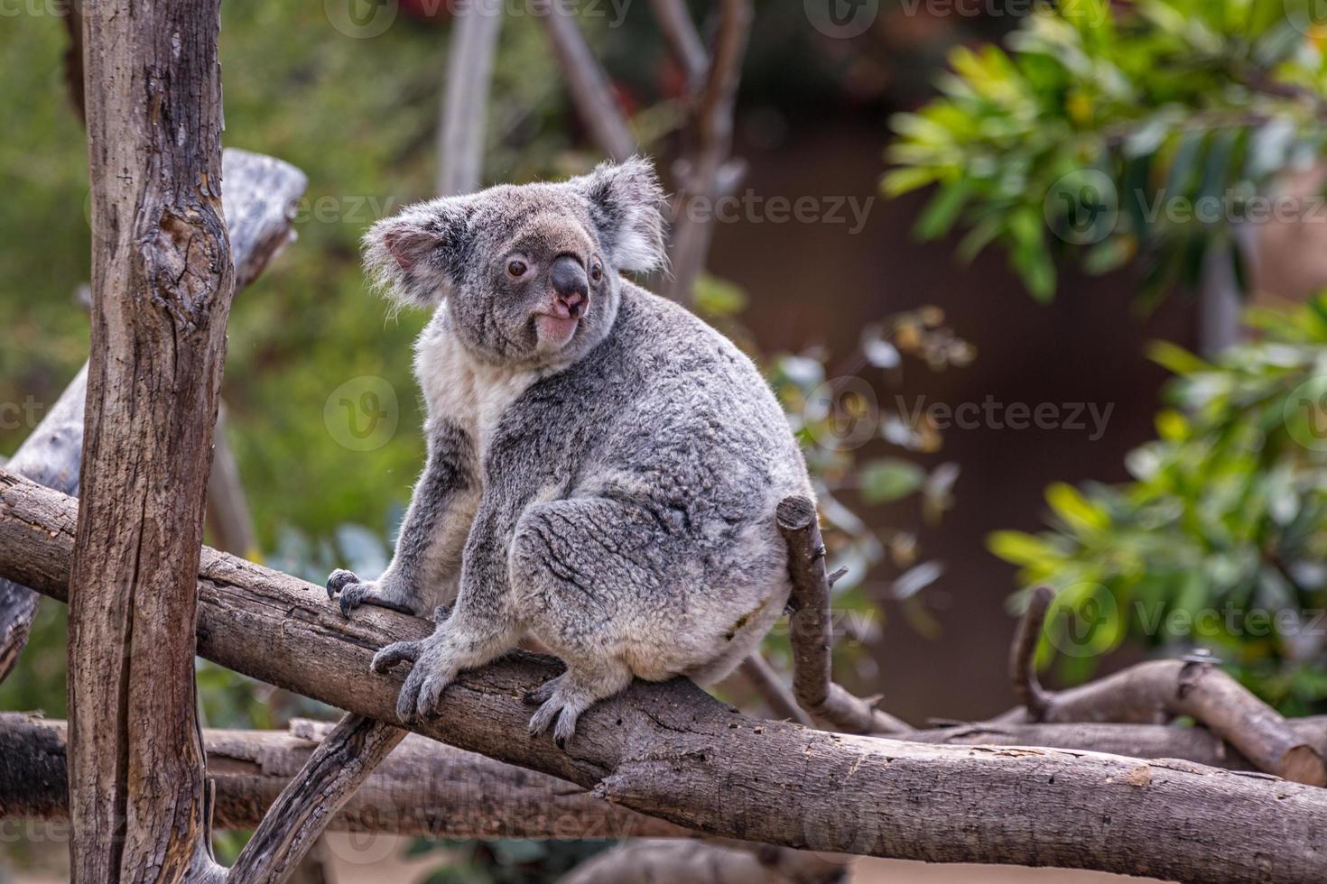 Koala-Porträt, das einen Koala zeigt, der auf einem Baumzweig sitzt, mit verschwommenem Hintergrund. foto